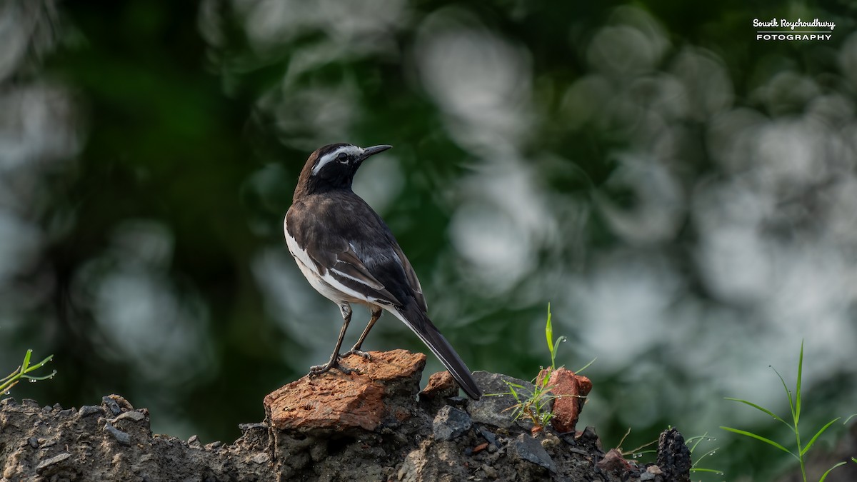 White-browed Wagtail - ML625145588