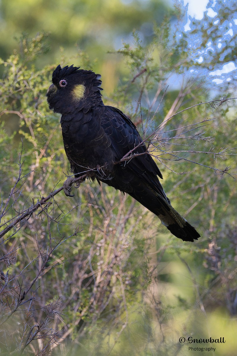 Yellow-tailed Black-Cockatoo - ML625145822