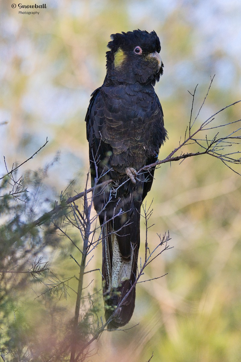 Yellow-tailed Black-Cockatoo - ML625145823