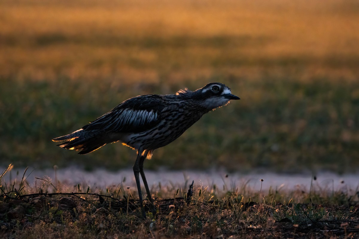 Bush Thick-knee - ML625145872
