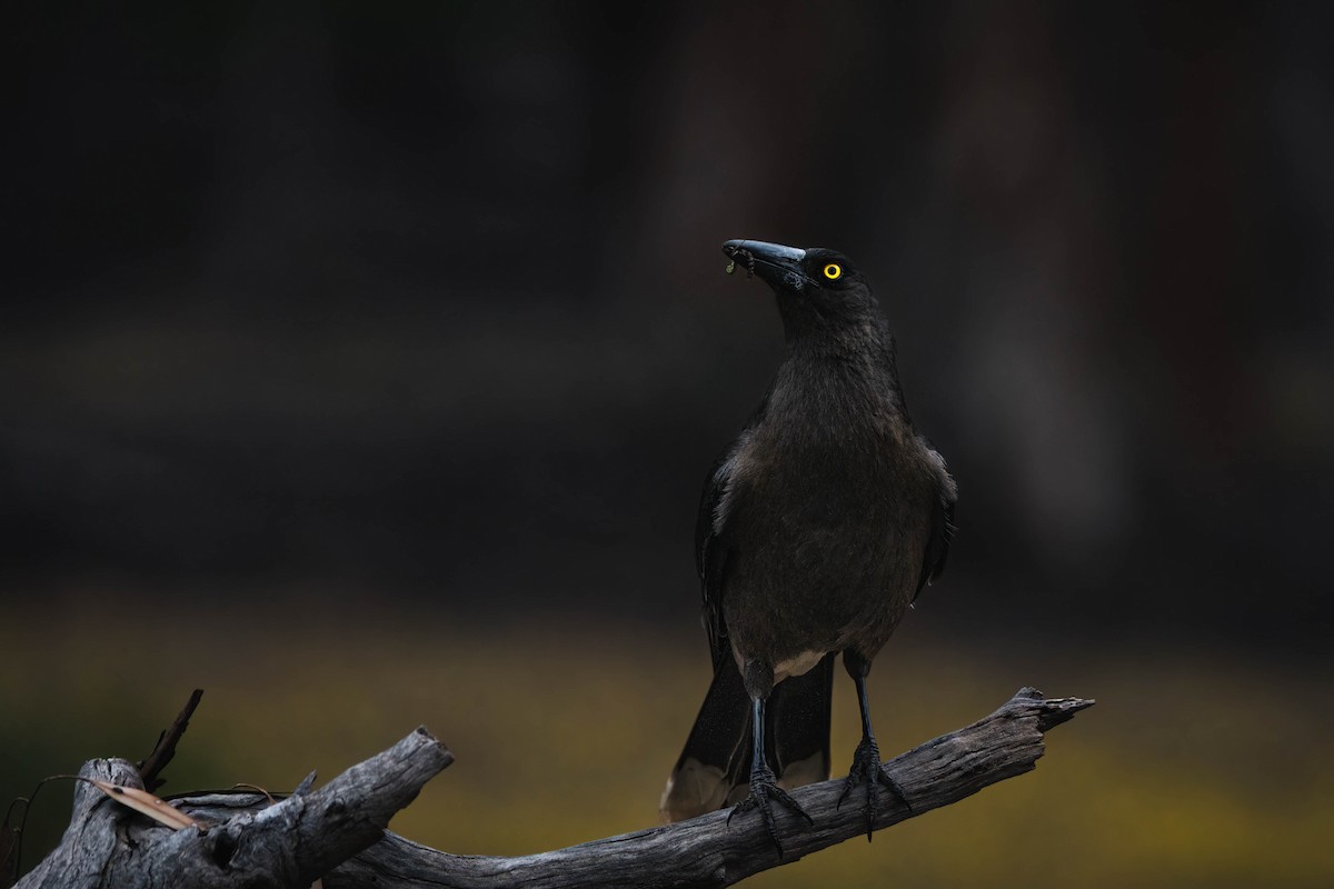 Gray Currawong (Gray) - ML625145874