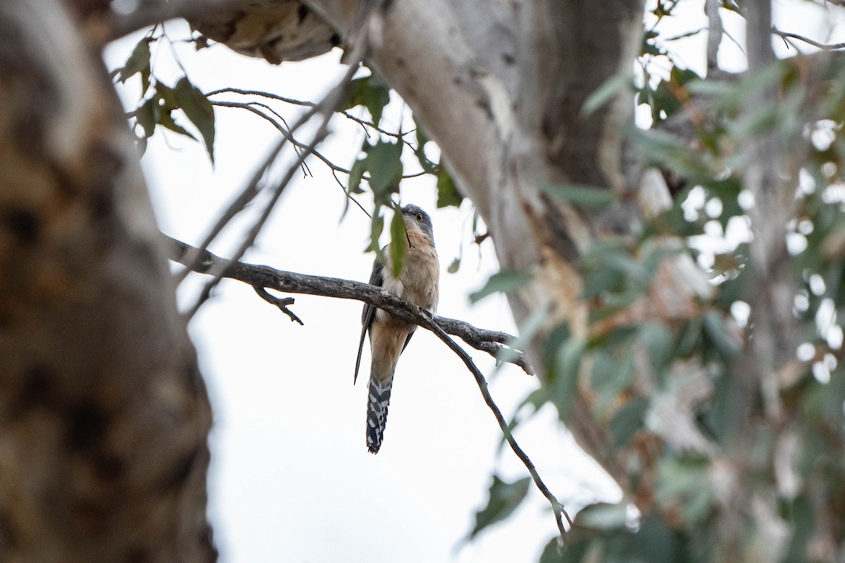Fan-tailed Cuckoo - ML625145889
