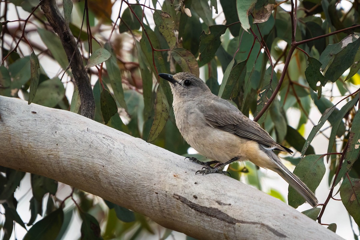Gray Shrikethrush - ML625145892