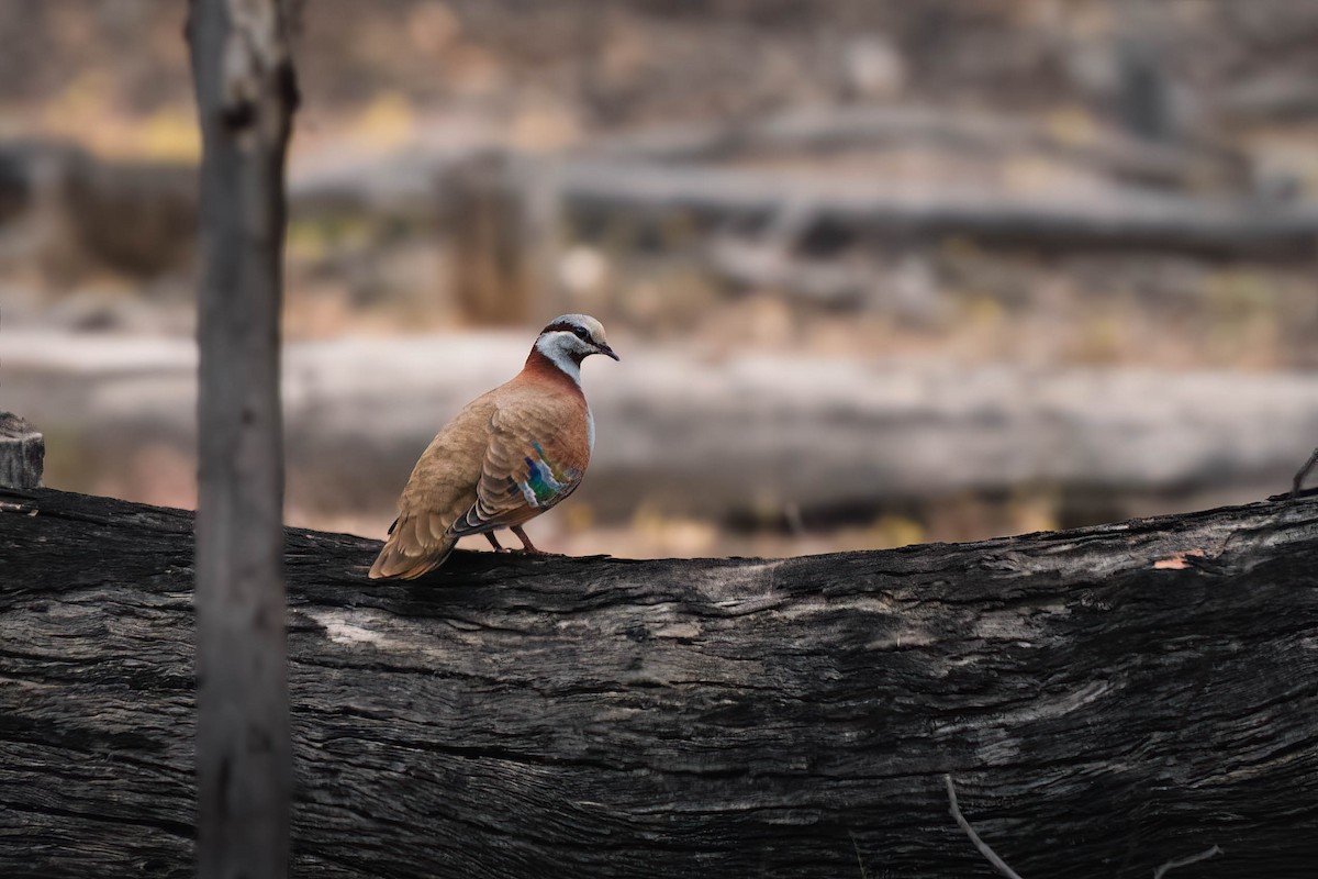 Brush Bronzewing - ML625145901