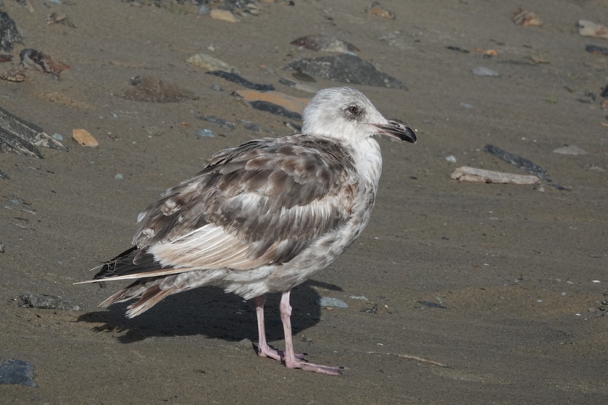 Western Gull - Cliff Cordy