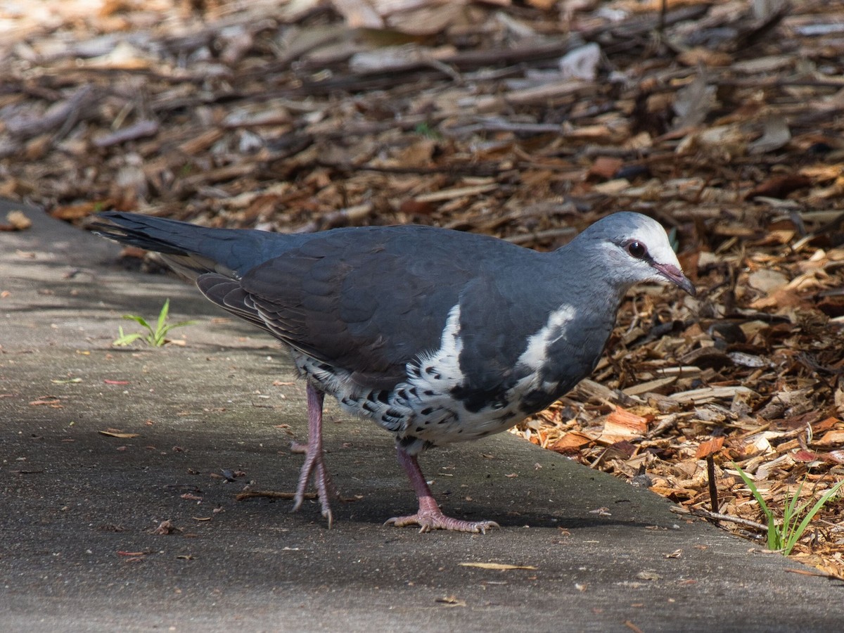 Wonga Pigeon - ML625145964