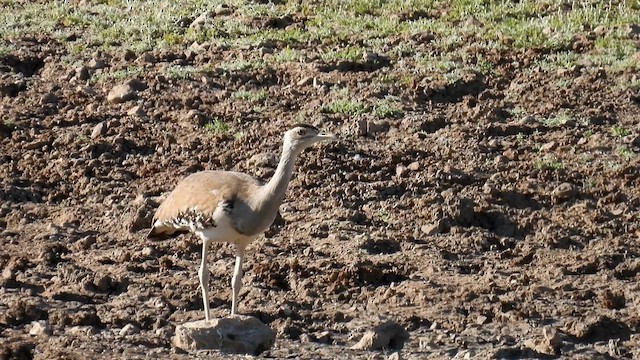 Australian Bustard - ML625146030