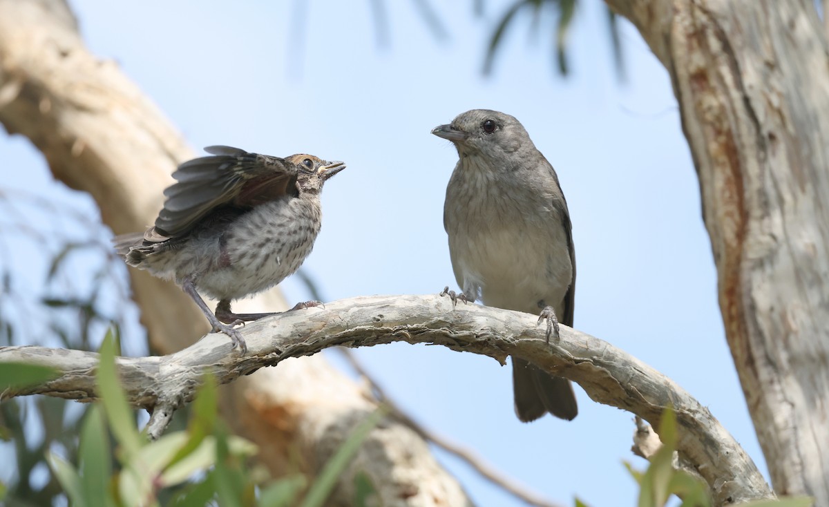 Gray Shrikethrush - Andy Gee