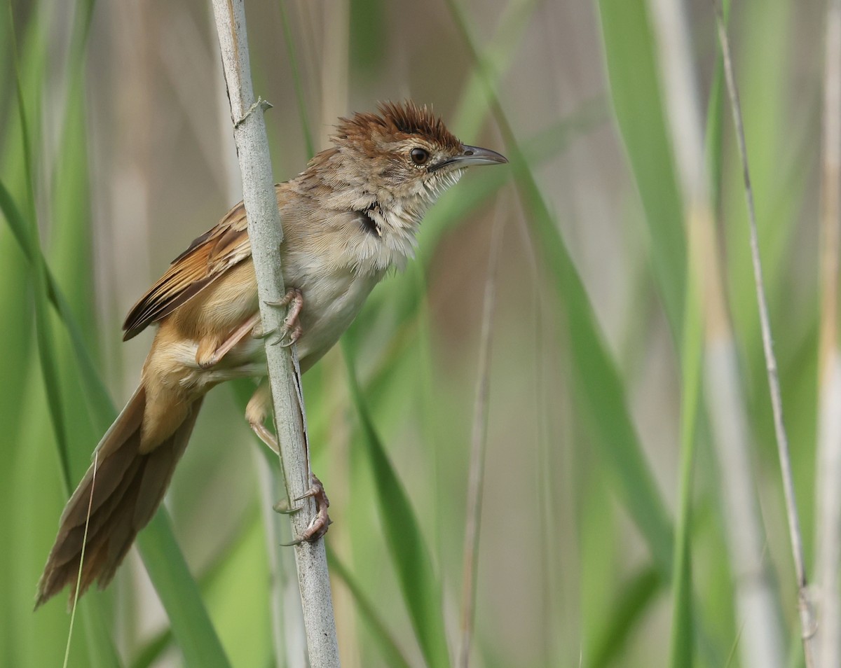 Tawny Grassbird - ML625146065