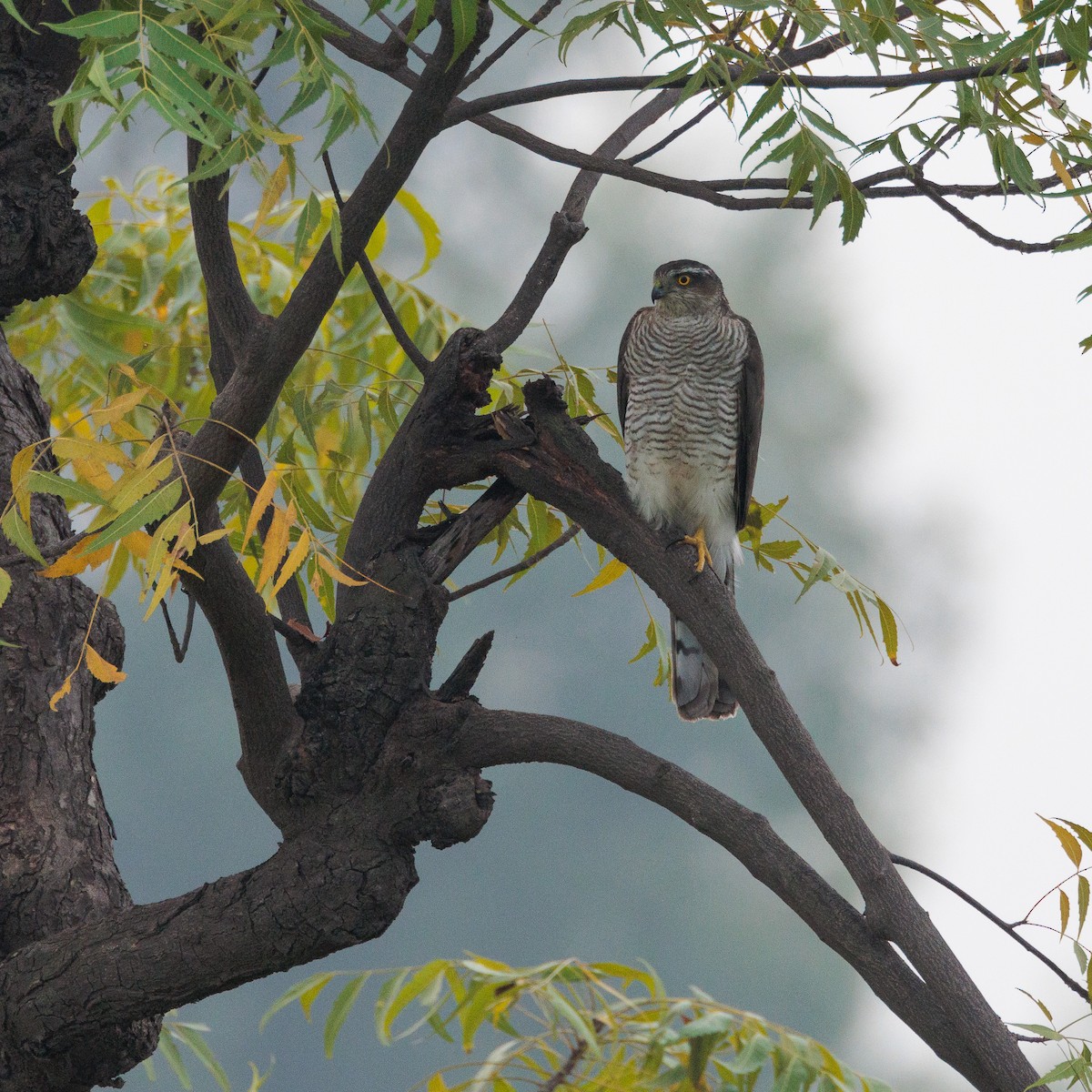 Eurasian Sparrowhawk - ML625146115