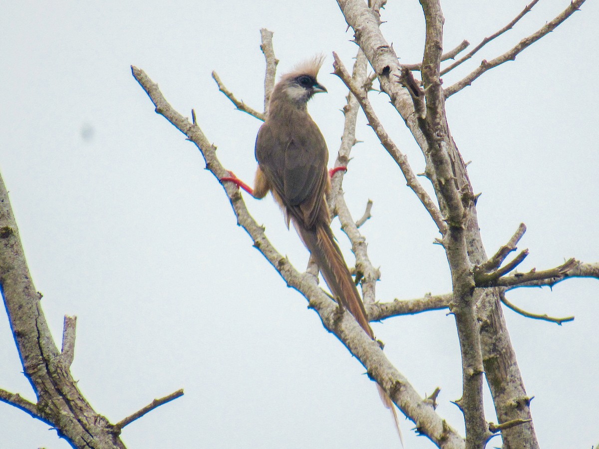 Speckled Mousebird - ML625146236