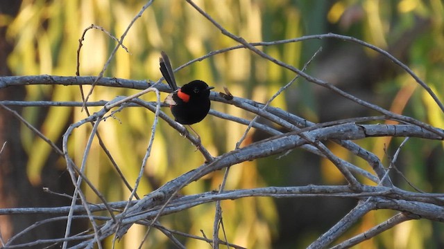 Red-backed Fairywren - ML625146253