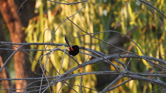 Red-backed Fairywren - ML625146254