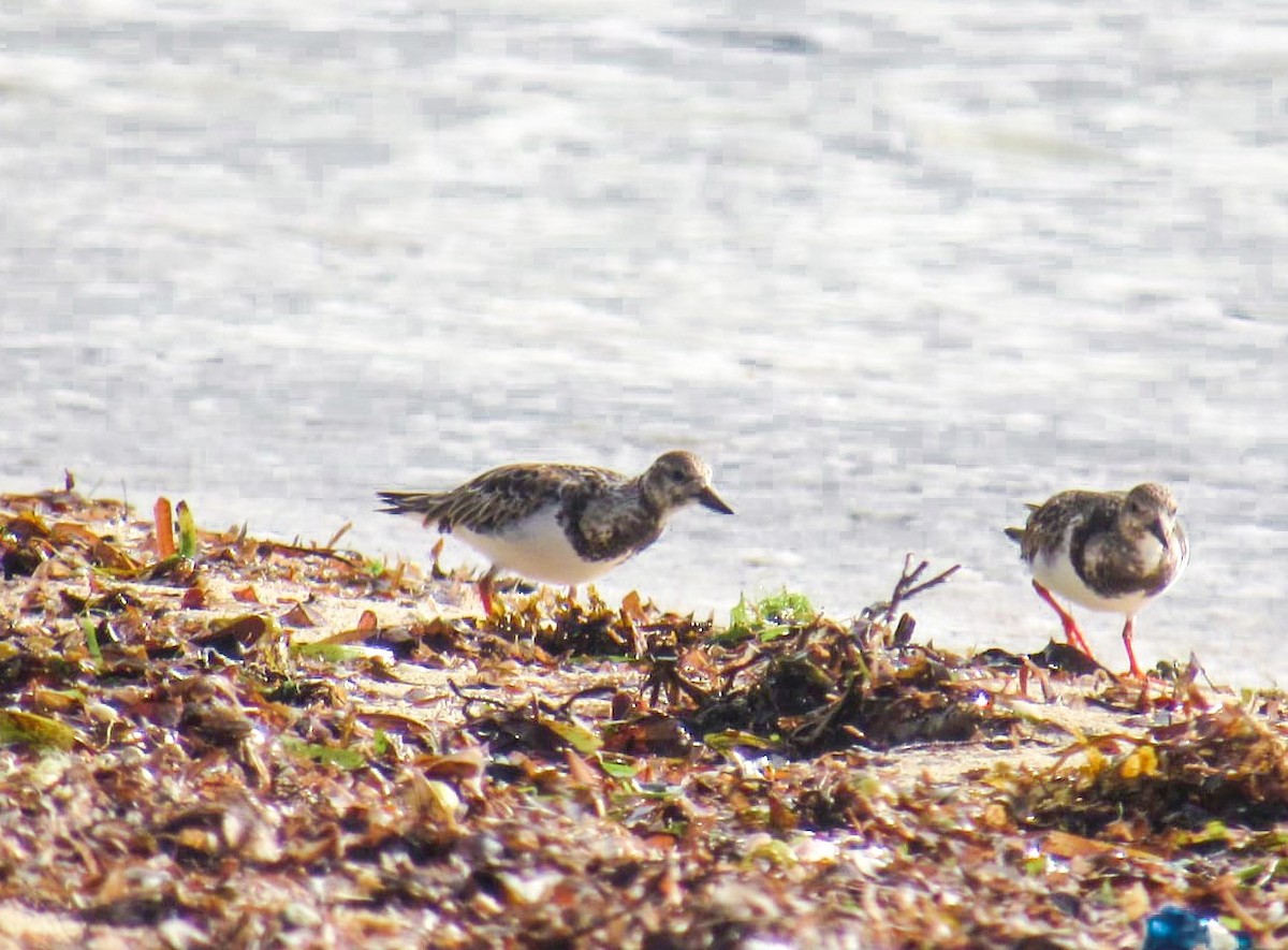 Ruddy Turnstone - ML625146262