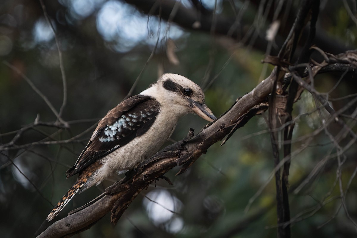 Laughing Kookaburra - ML625146266