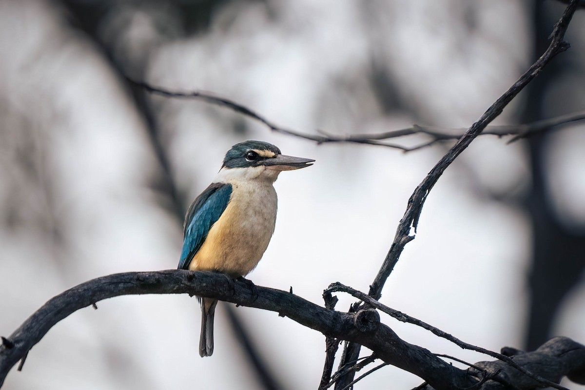 Sacred Kingfisher (Australasian) - ML625146275