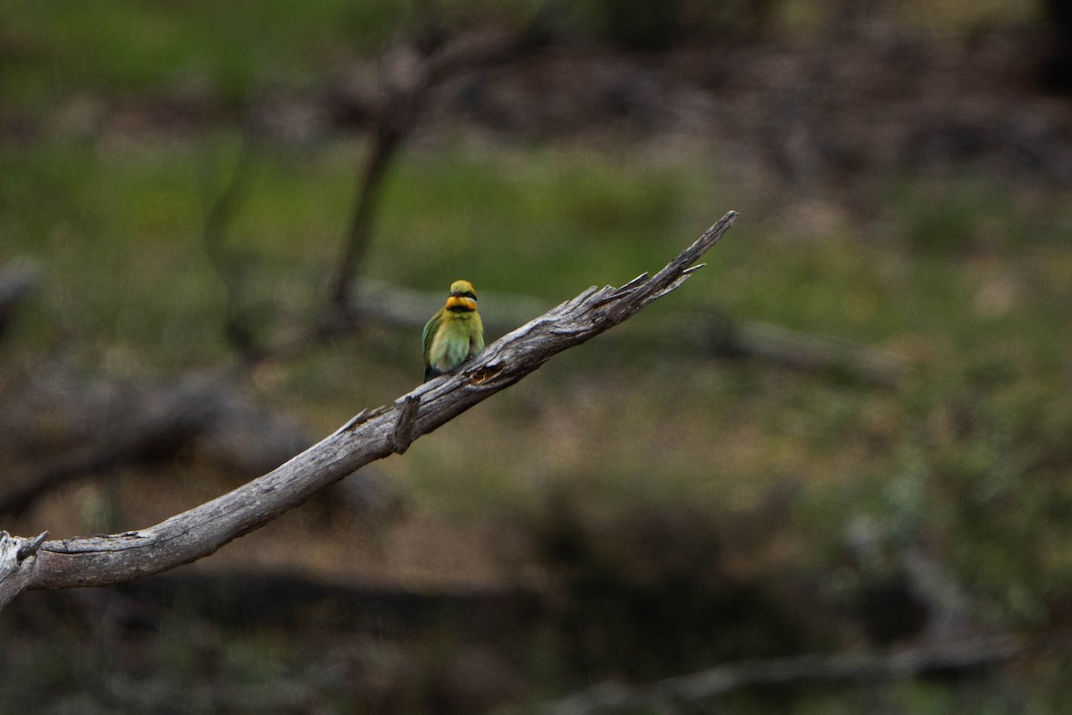 Rainbow Bee-eater - ML625146282
