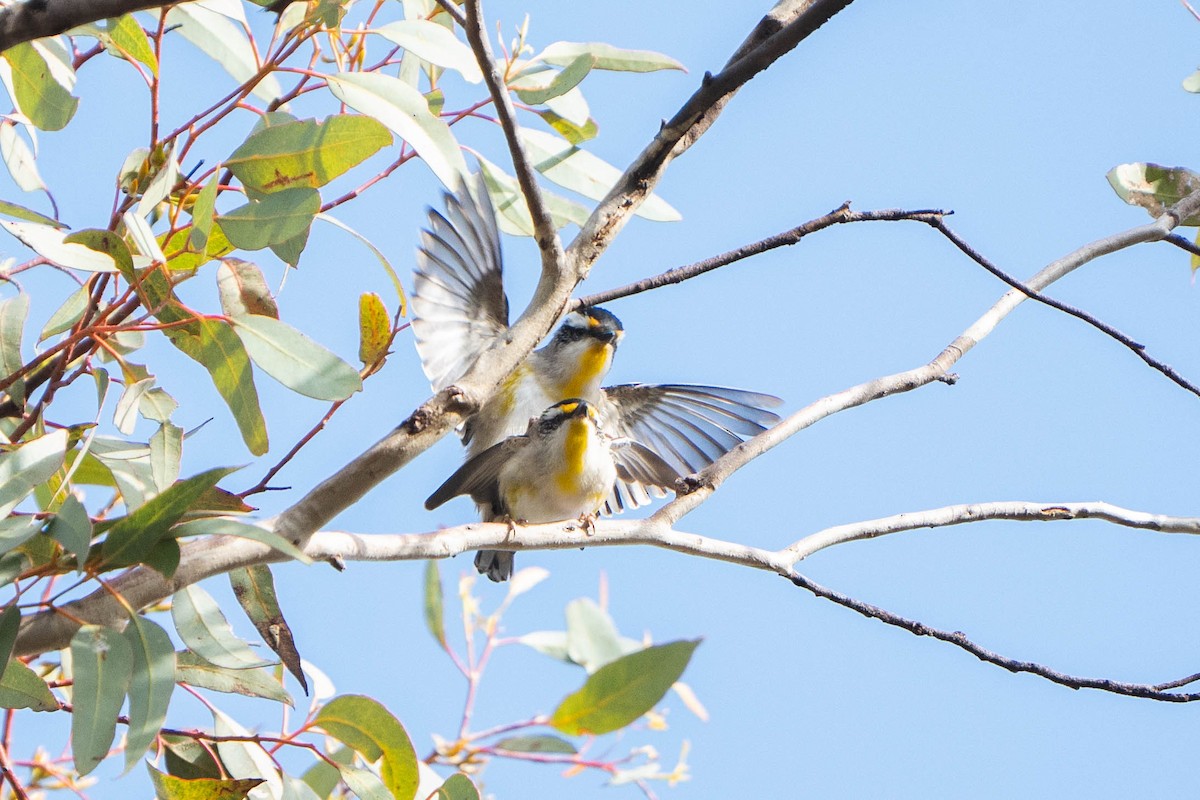 Striated Pardalote (Striated) - ML625146283
