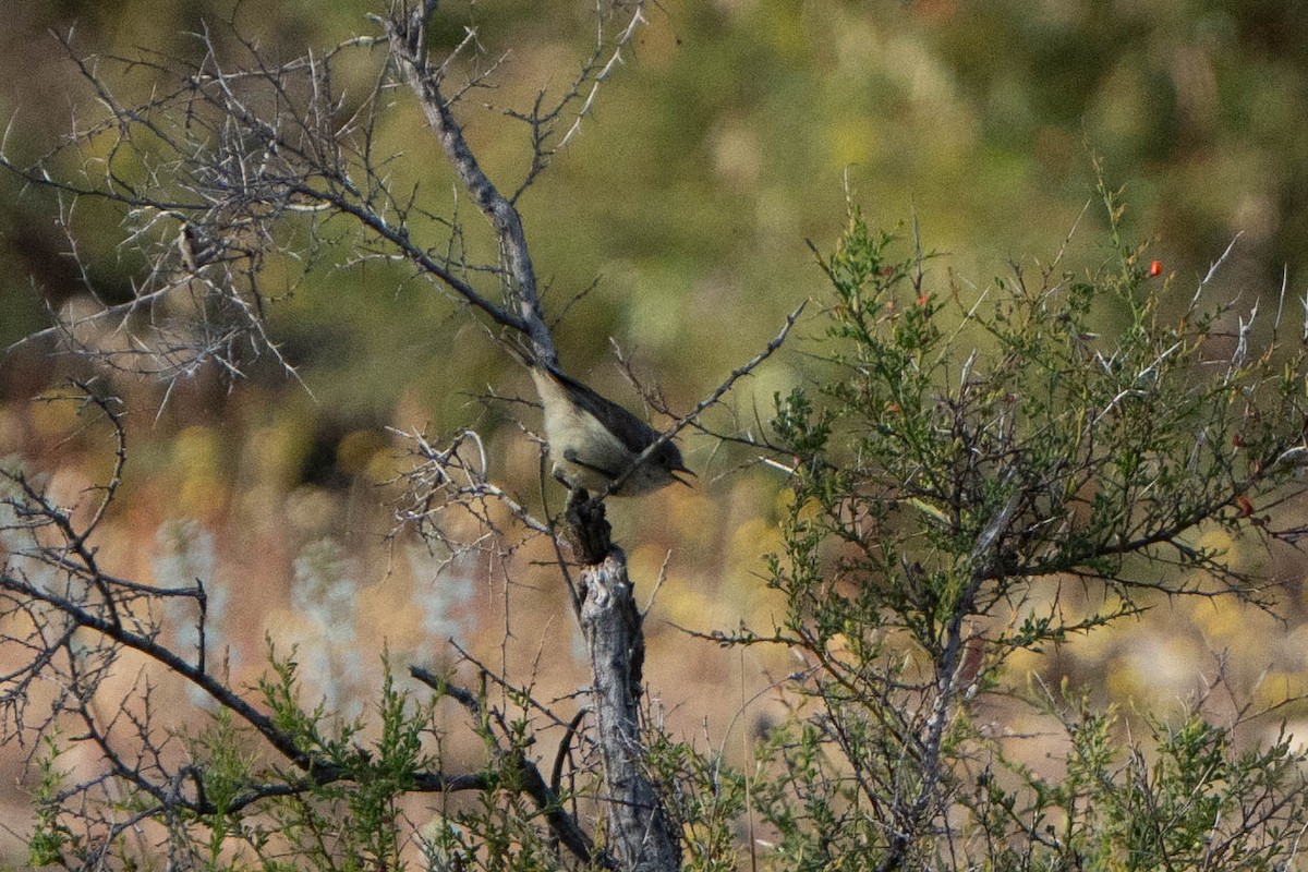Western Thornbill - ML625146284