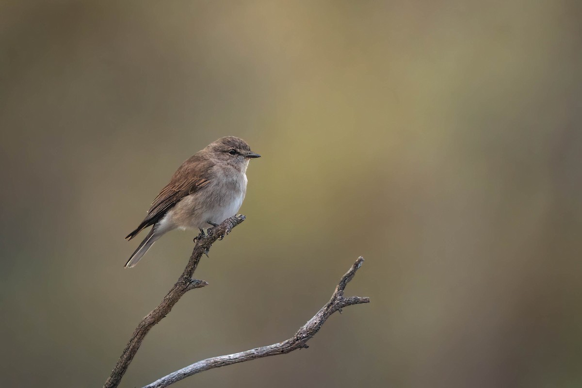 Jacky-winter - ML625146286