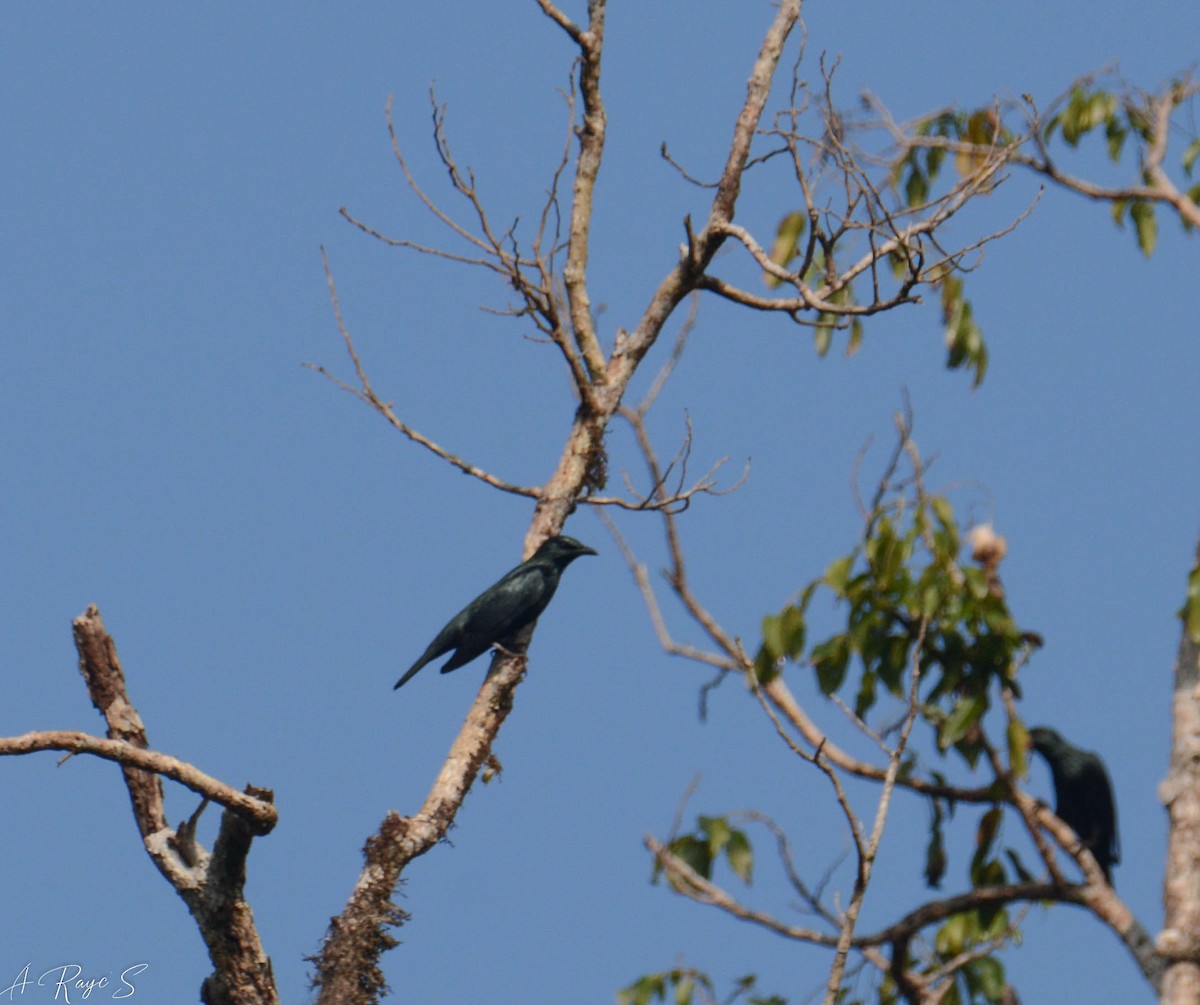 Asian Glossy Starling - ML625146307