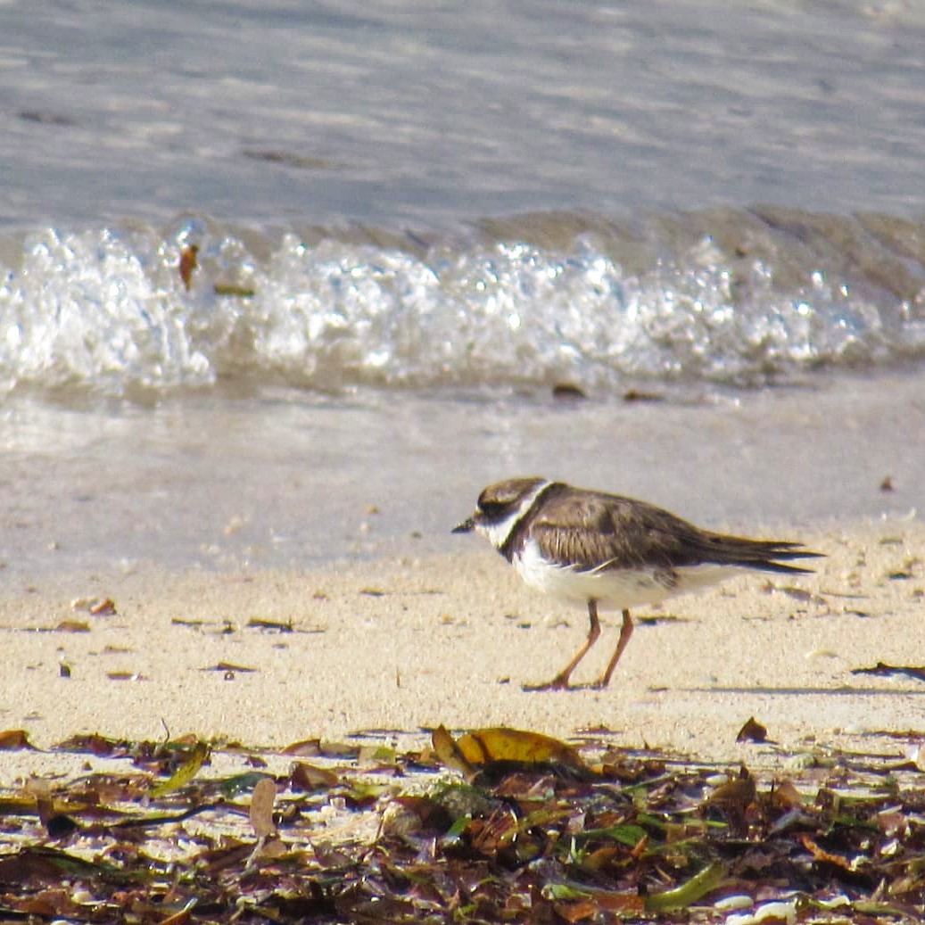 Common Ringed Plover - ML625146318