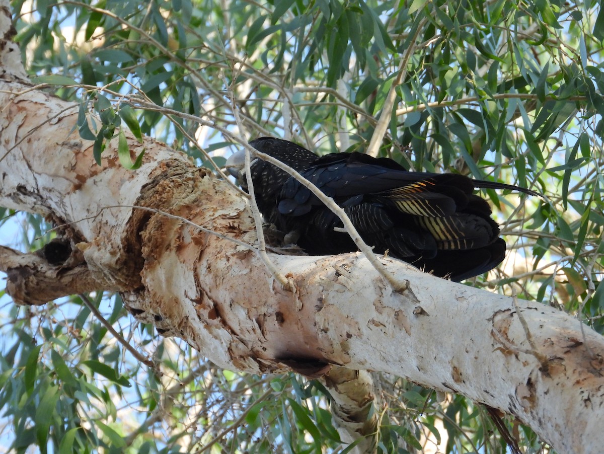 Red-tailed Black-Cockatoo - ML625146338