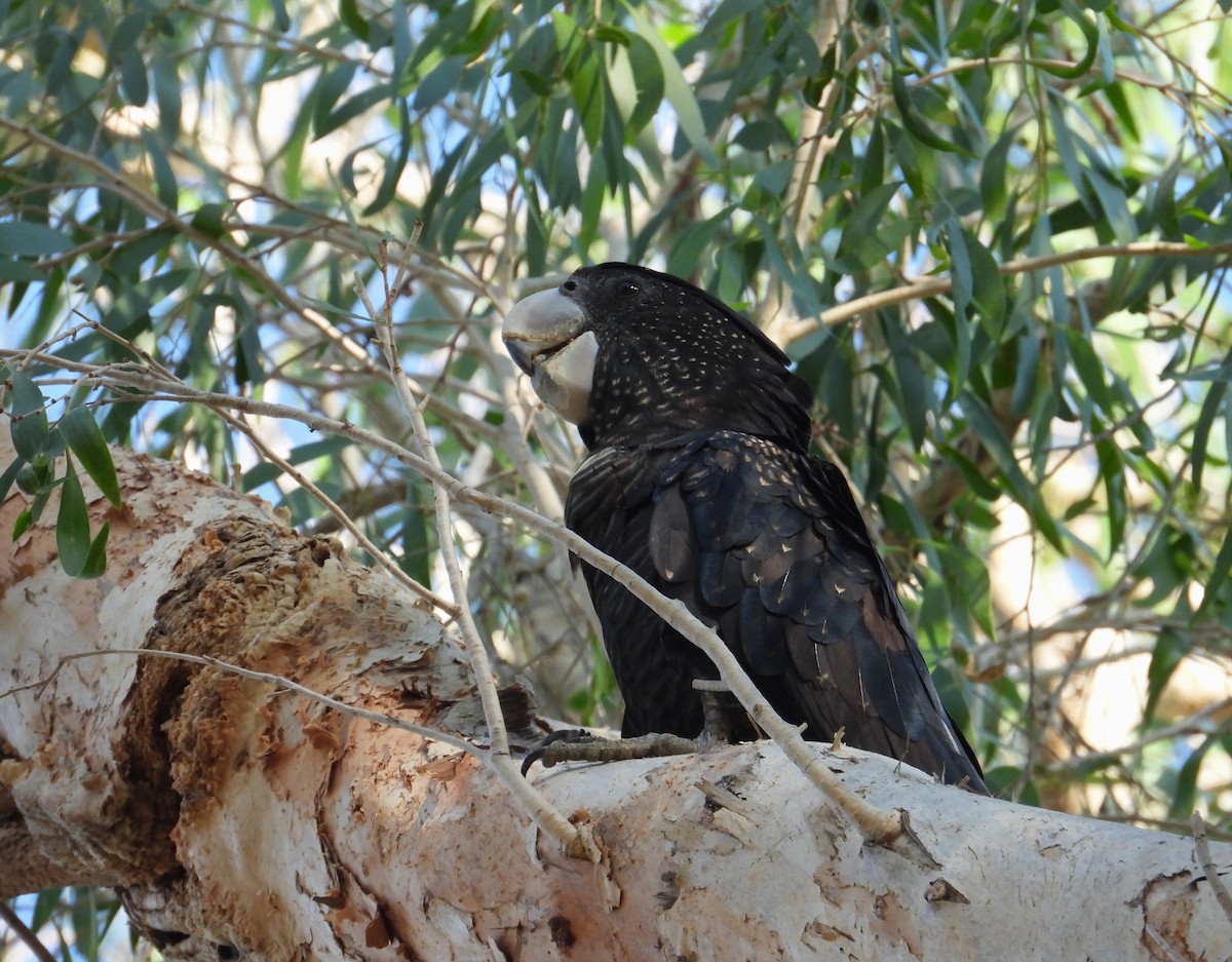 Red-tailed Black-Cockatoo - ML625146339