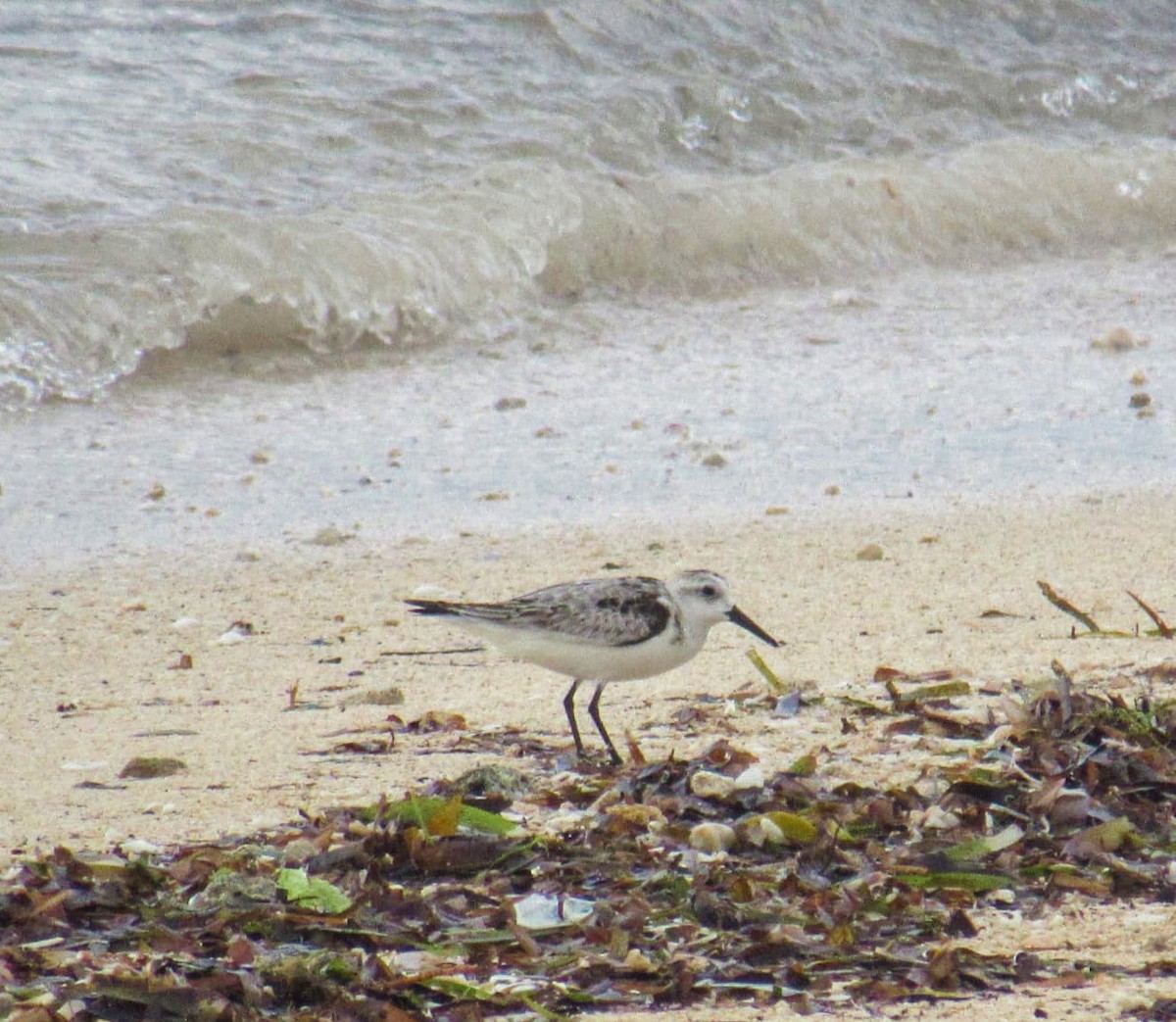 Sanderling - ML625146347