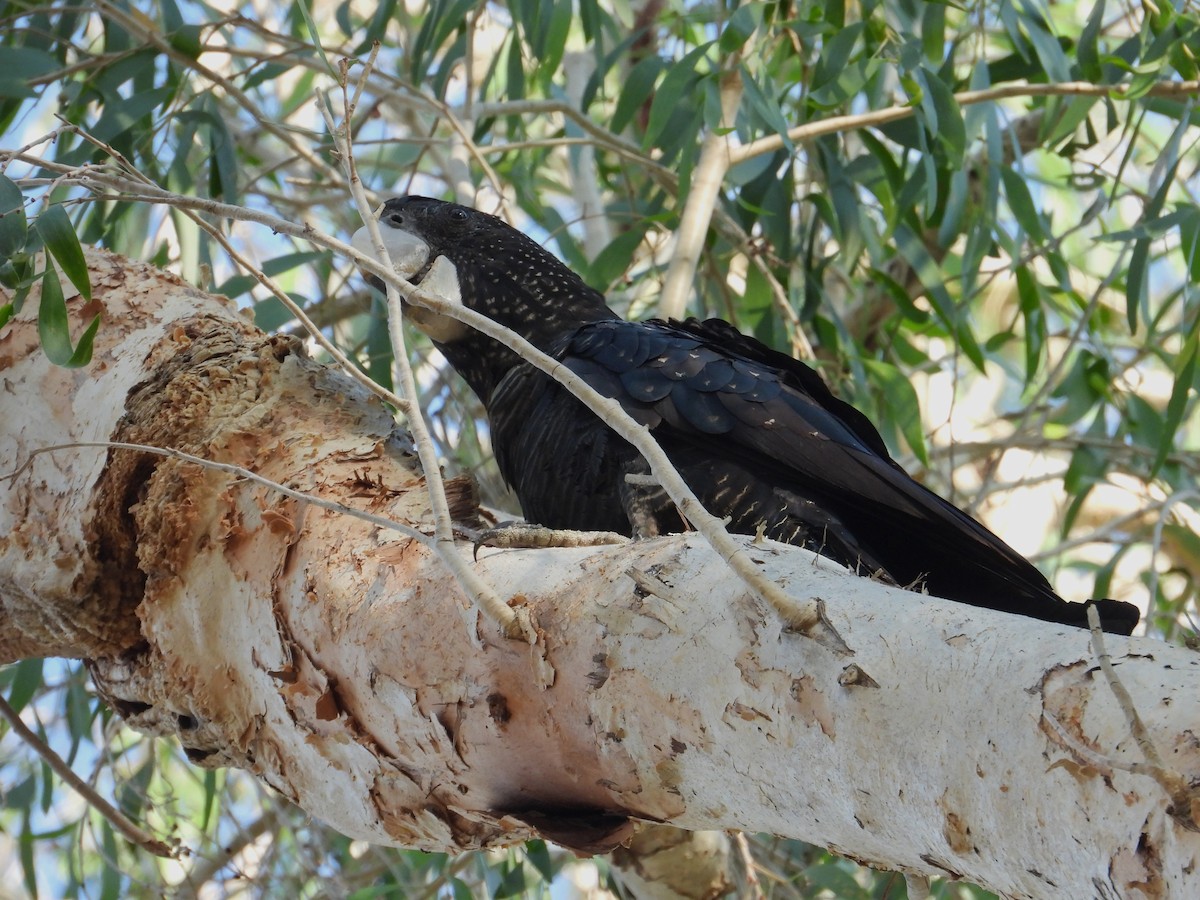 Red-tailed Black-Cockatoo - ML625146381