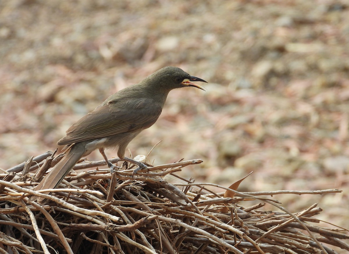 White-gaped Honeyeater - ML625146519