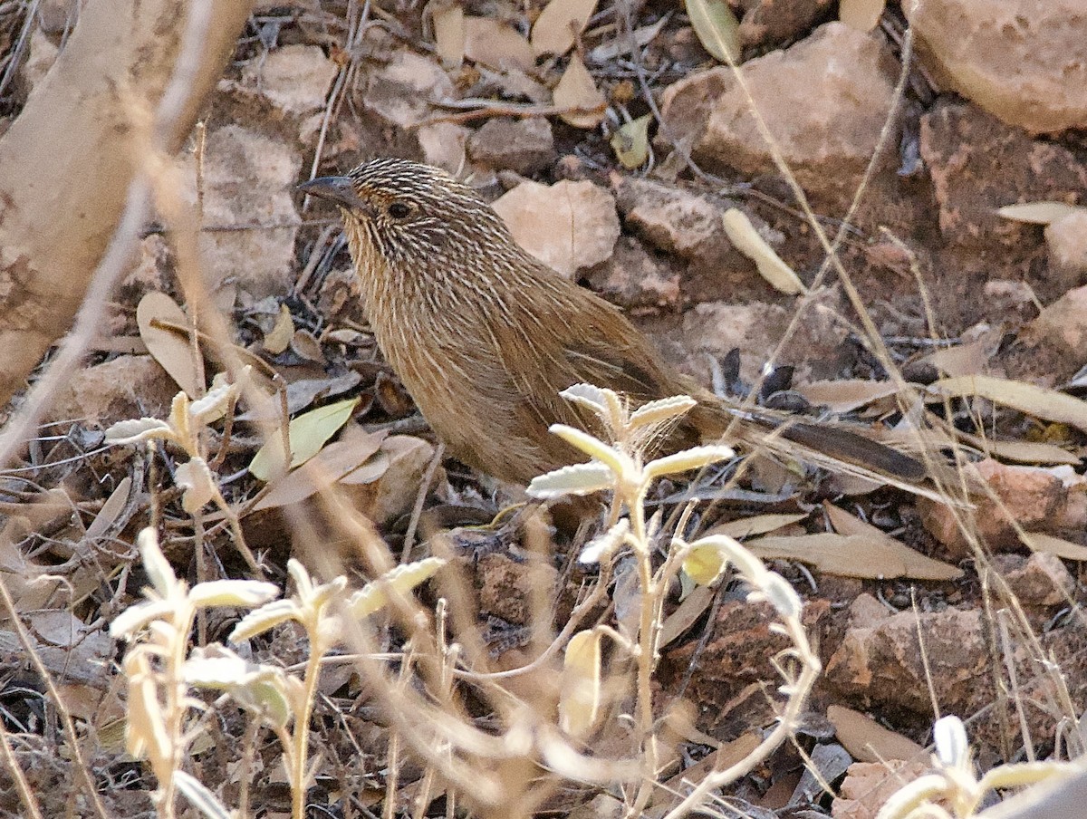 Dusky Grasswren - ML625146573