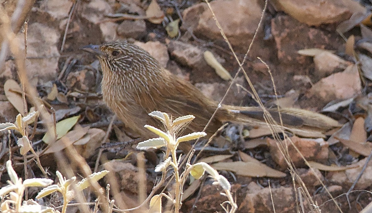 Dusky Grasswren - ML625146574