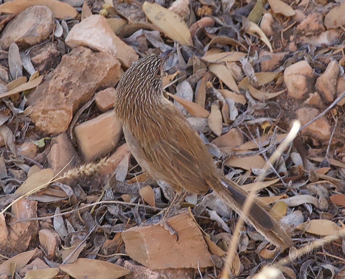 Dusky Grasswren - ML625146575