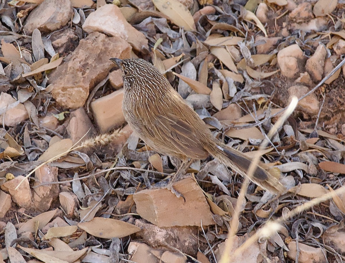 Dusky Grasswren - ML625146576