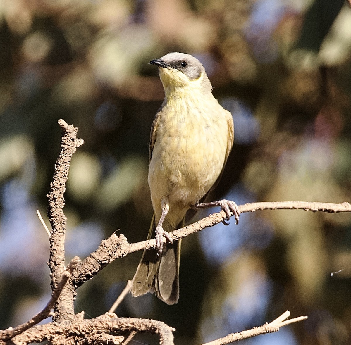 Gray-headed Honeyeater - ML625146597