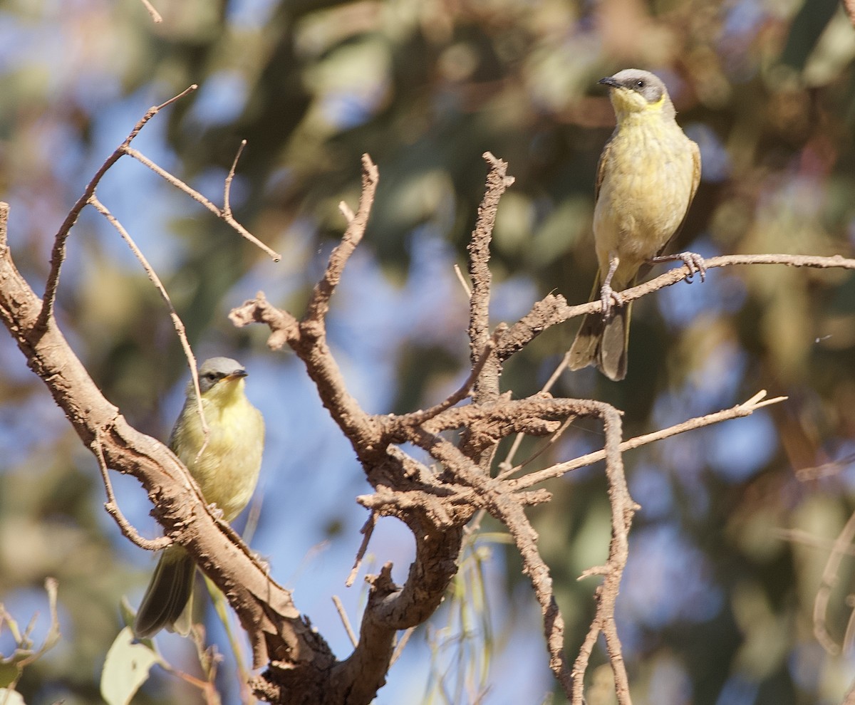 Gray-headed Honeyeater - ML625146598