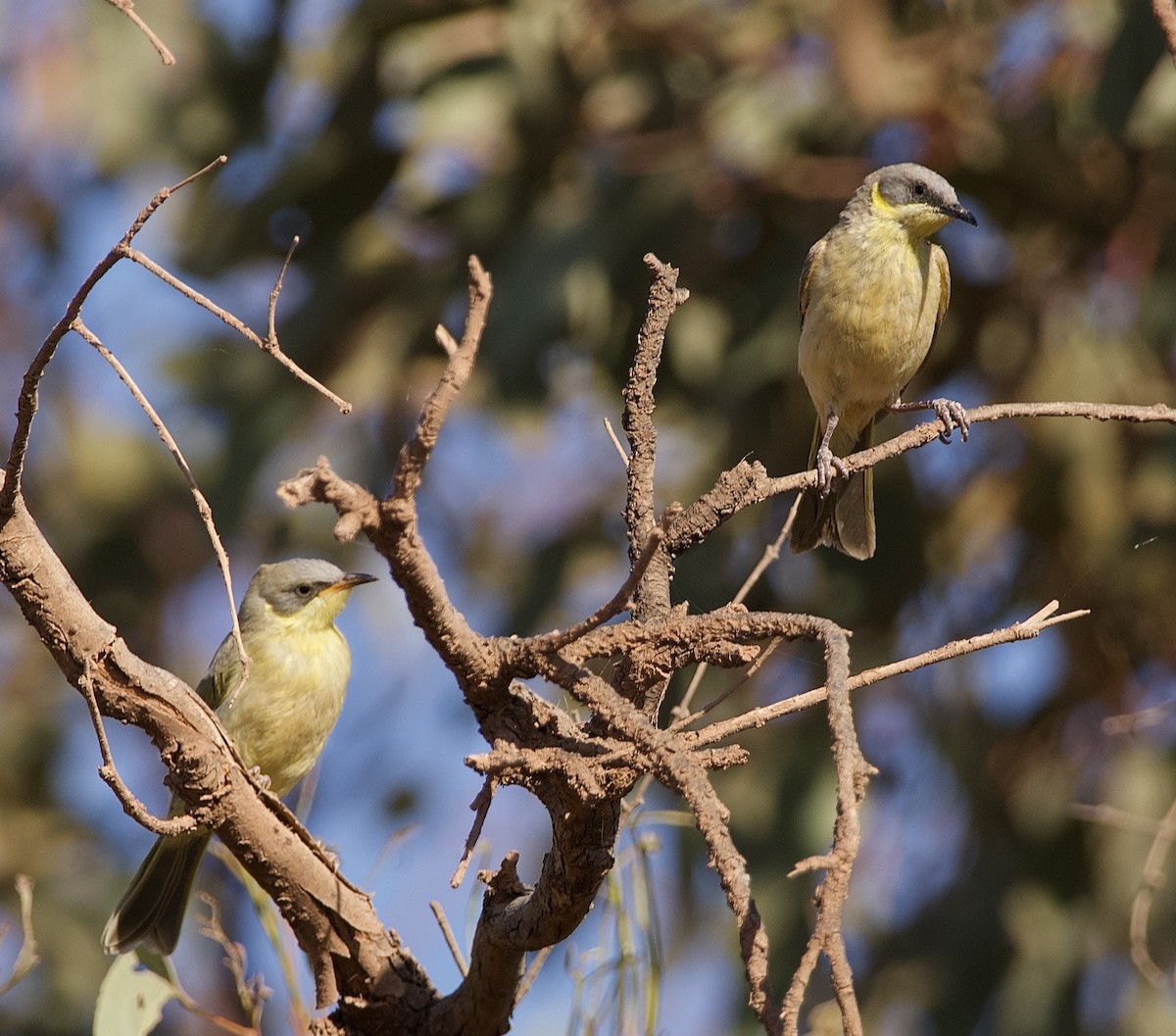 Gray-headed Honeyeater - ML625146599