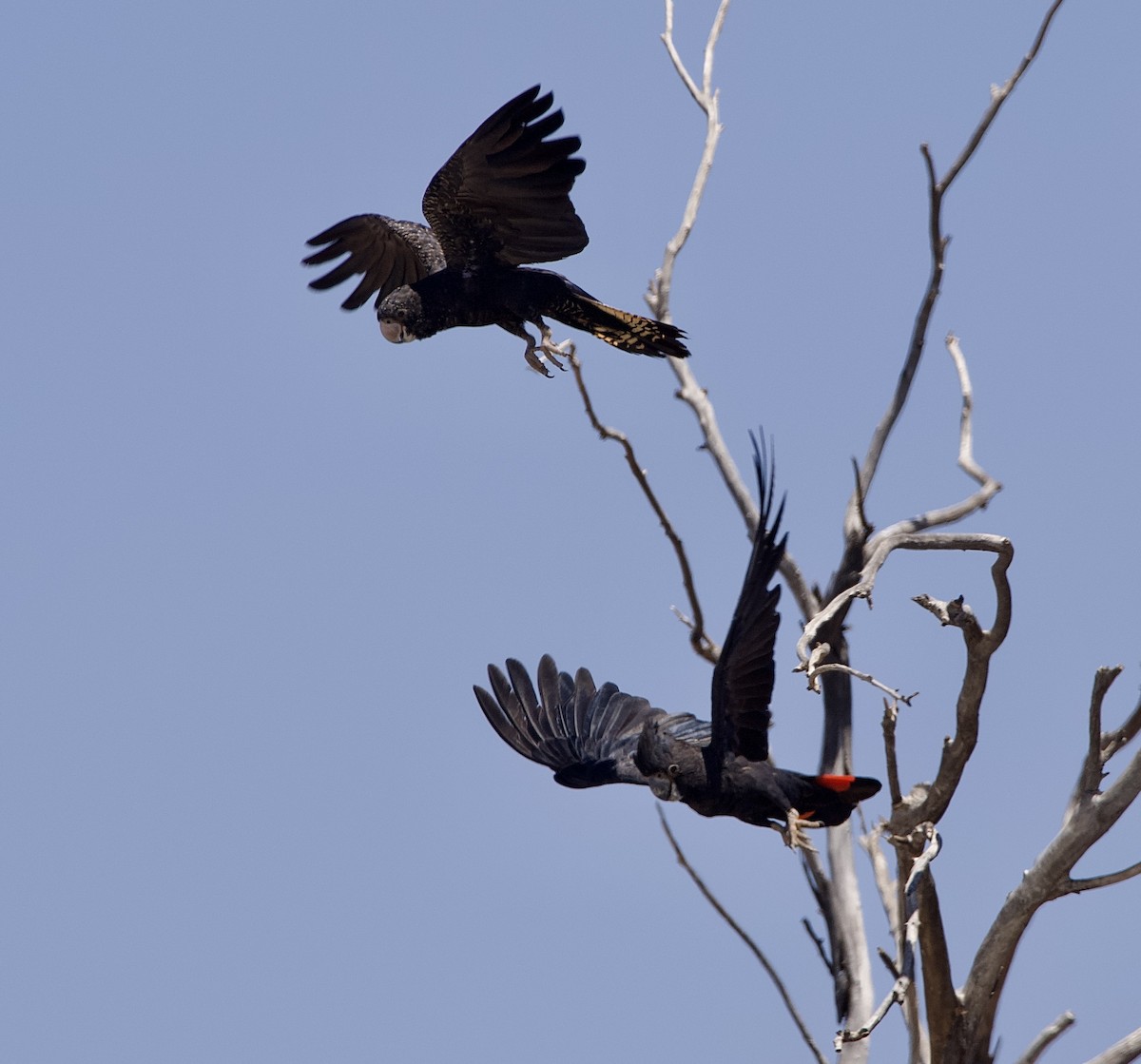 Red-tailed Black-Cockatoo - John Gregory