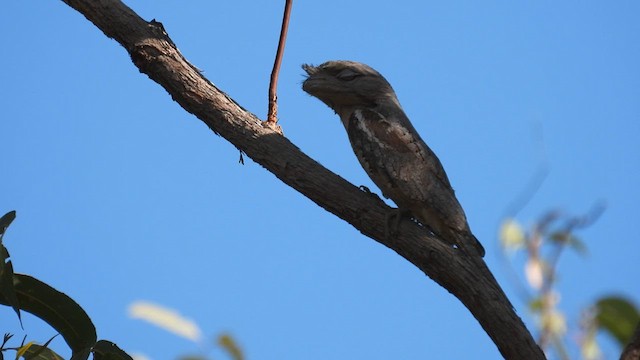 Tawny Frogmouth - ML625146797