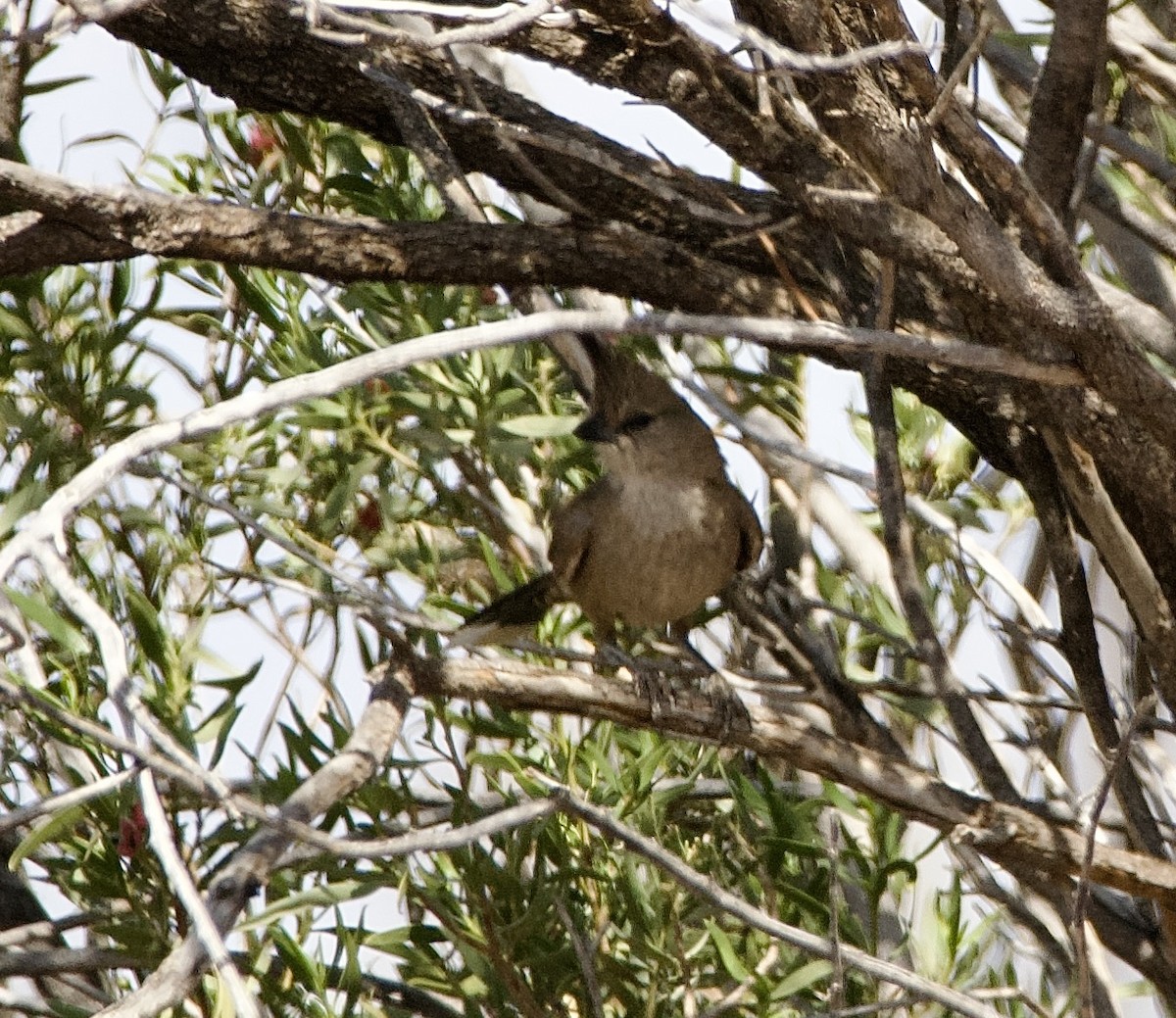 Chiming Wedgebill - ML625146798