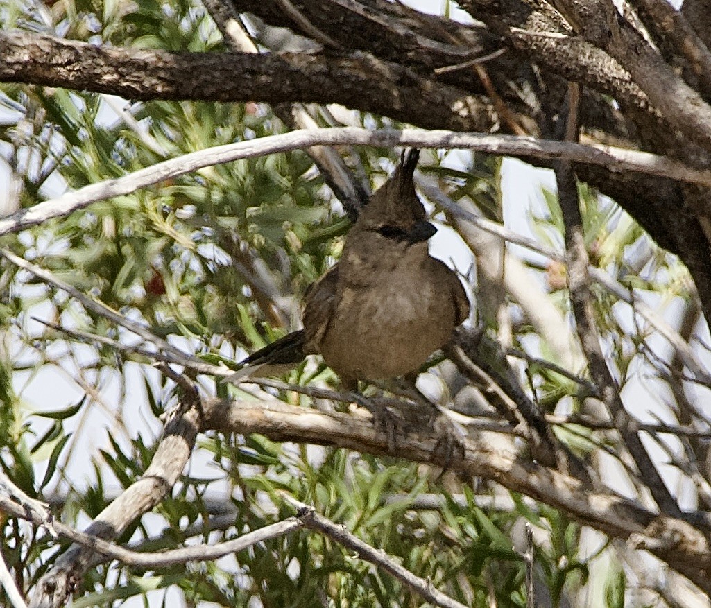 Chiming Wedgebill - ML625146799