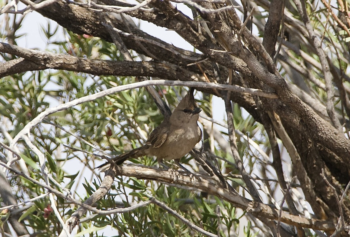 Chiming Wedgebill - ML625146800