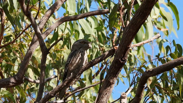 Tawny Frogmouth - ML625146801