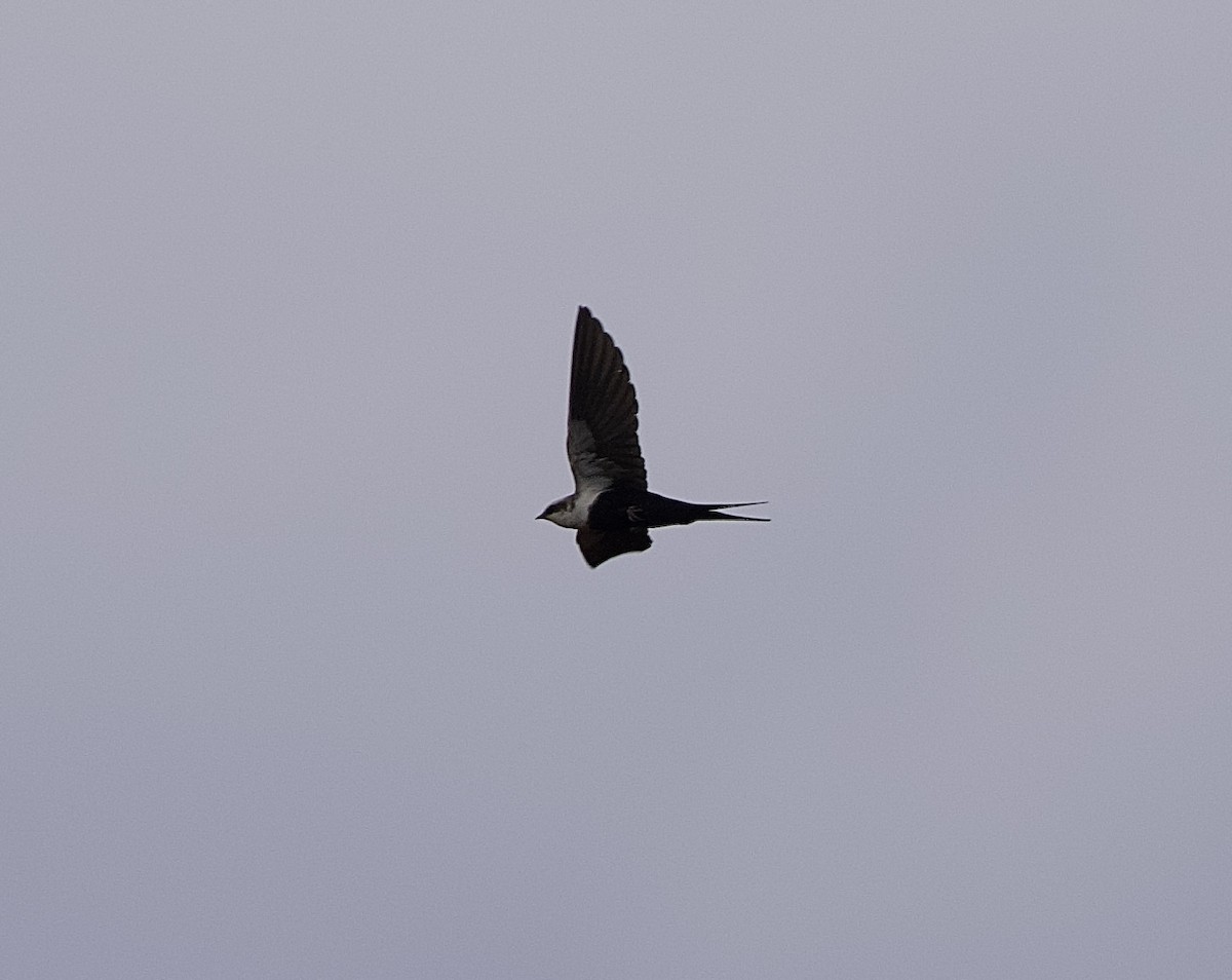 White-backed Swallow - ML625146849