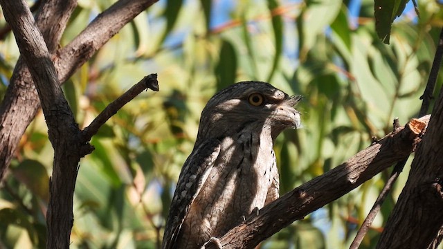 Tawny Frogmouth - ML625146853