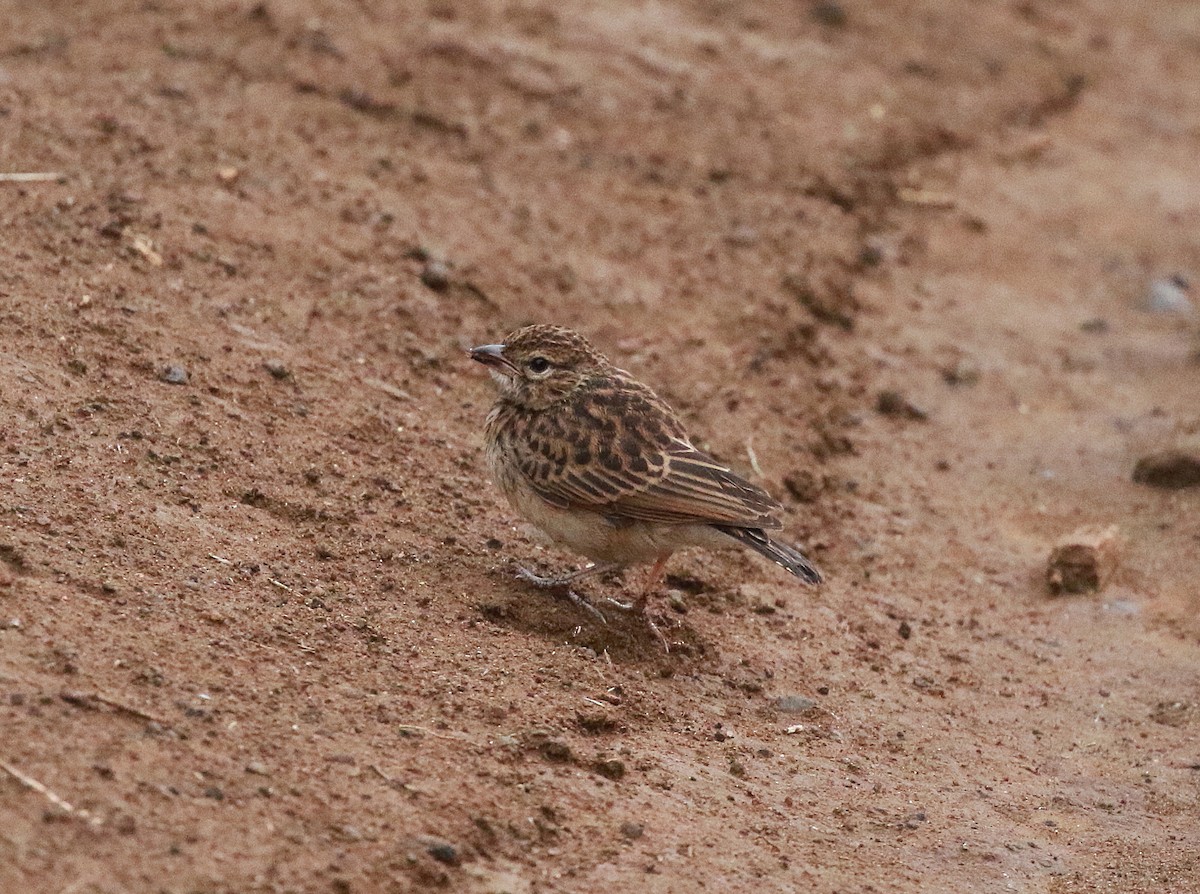 Madagascar Lark - ML625146865