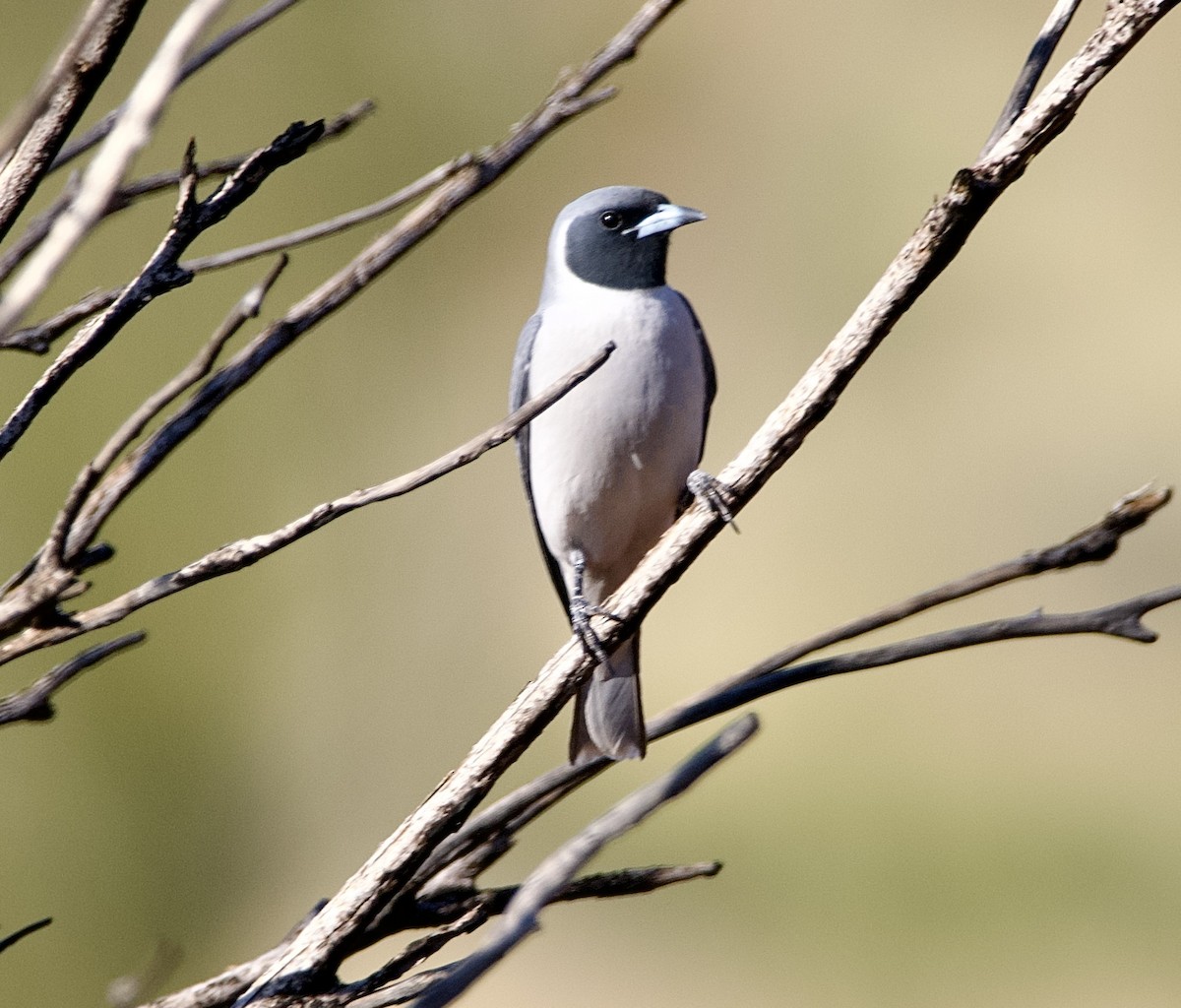 Masked Woodswallow - ML625146869