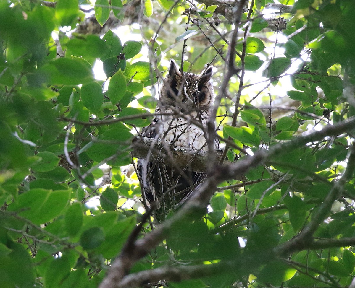 Madagascar Owl - ML625146907