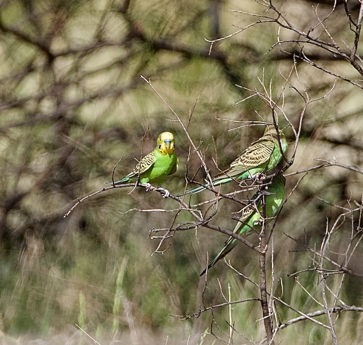 Budgerigar - John Gregory